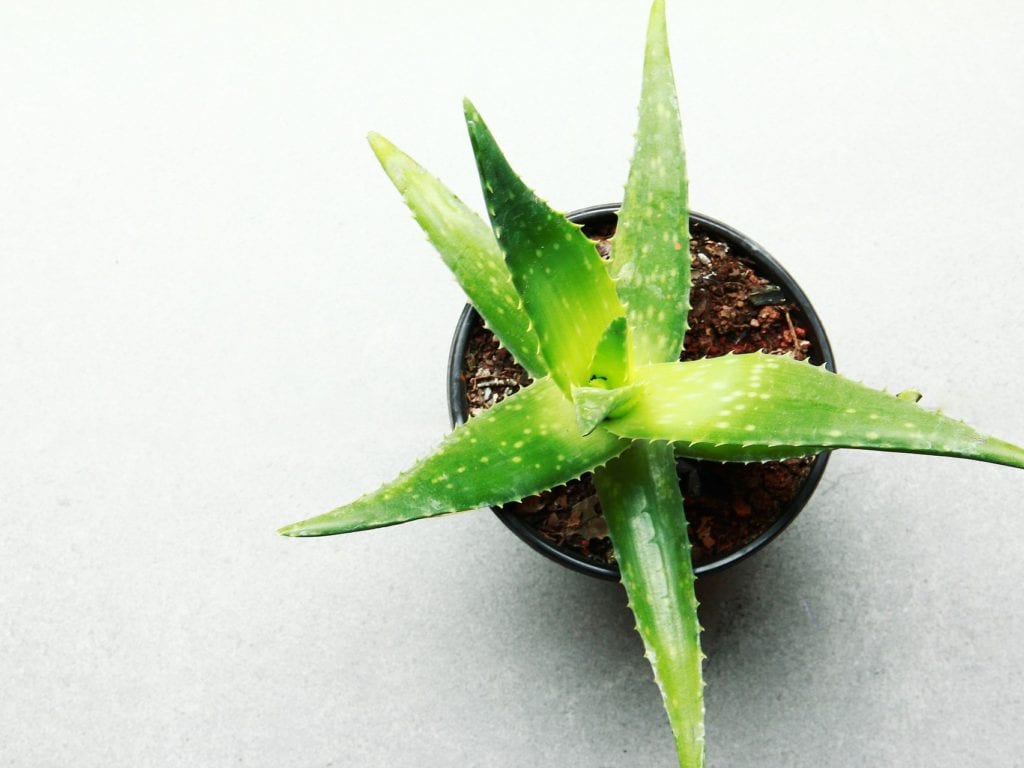 Use Aloe Vera To Fight Hair Fall