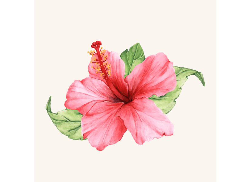 Hibiscus Extract For Hair Growth