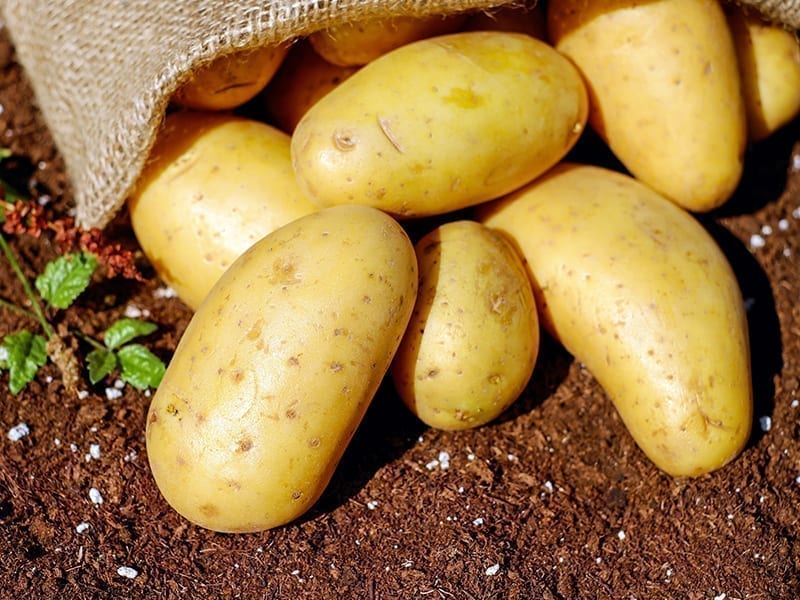 Avoid Root Vegetables While On Keto Diet