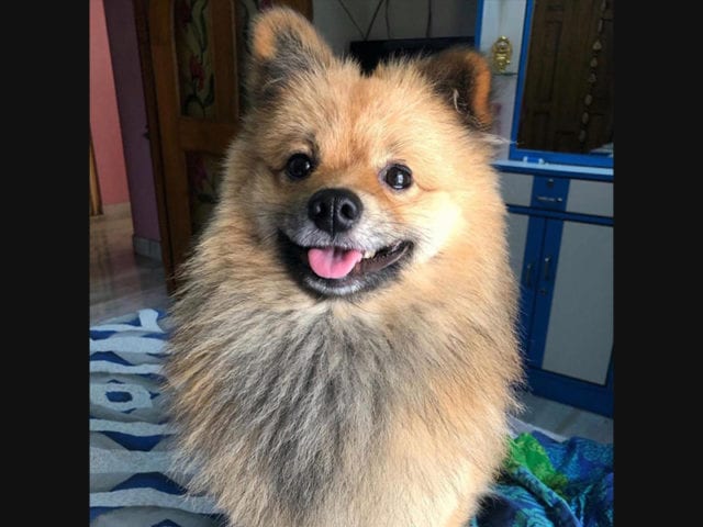 Black Legged Ticks On Dog