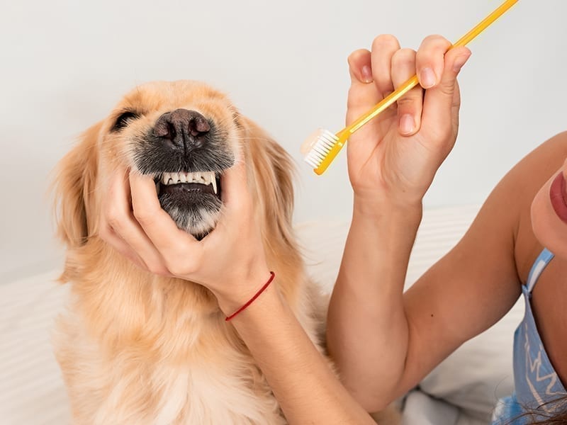 Dog Grooming At Home