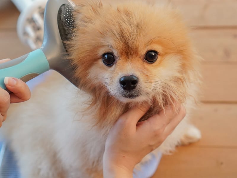 Bathing A Dog At Home