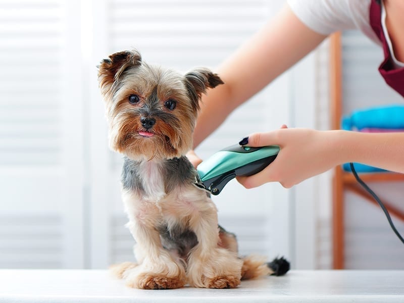 How To Keep The Frequency Of Dog Grooming In Check