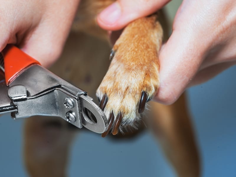 Nail Trimming At Home