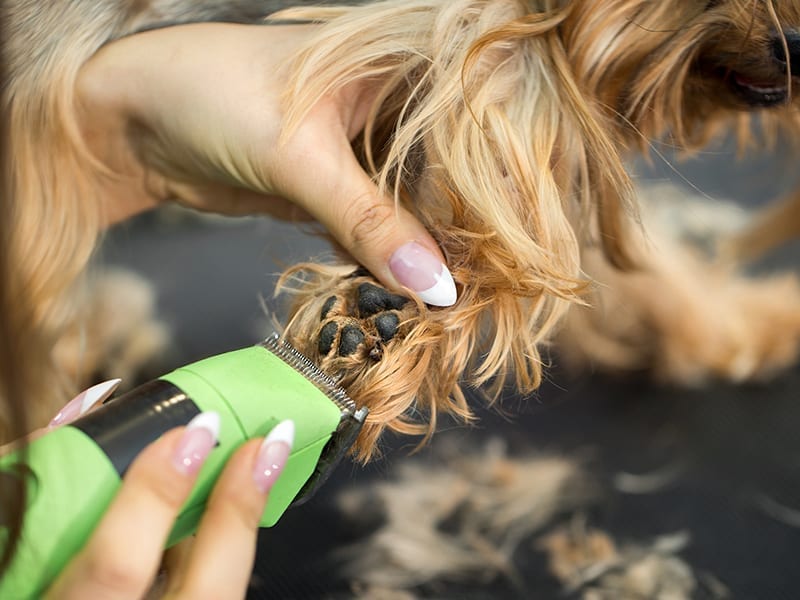 How To Trim Dog's Nails