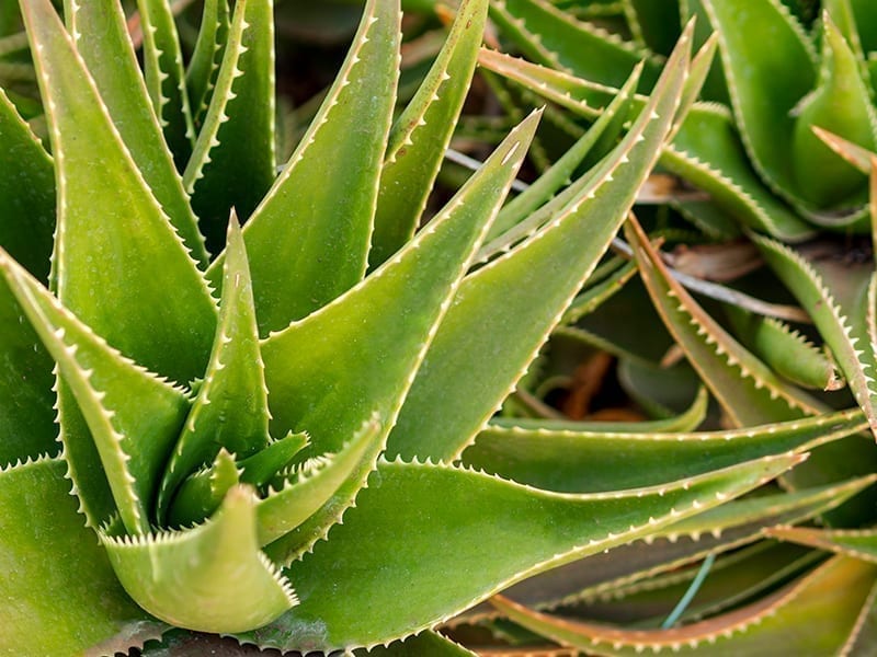 Aloe Vera Plant