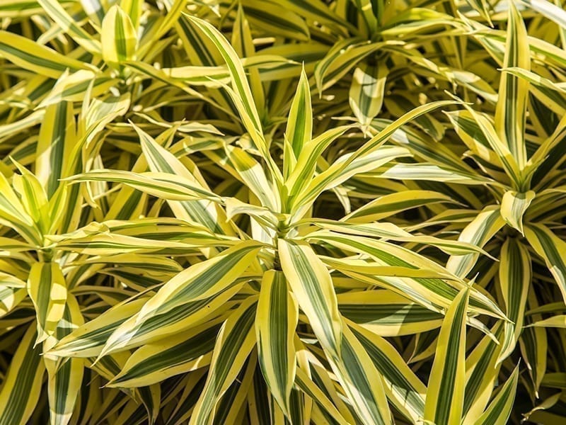 Dracaena Reflexa