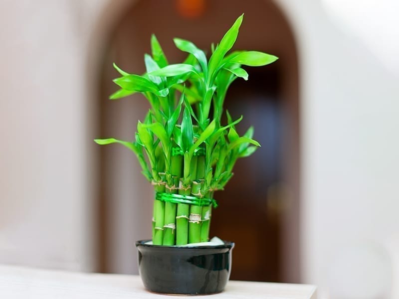 Feng Shui Plant