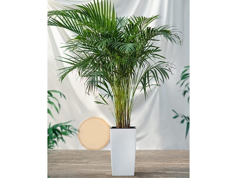 Areca Palm