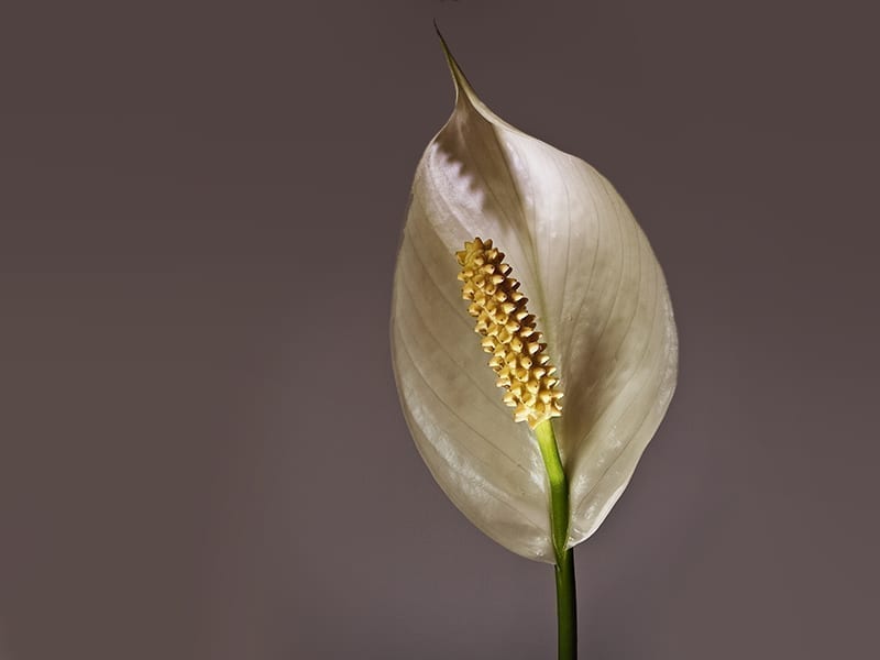 Peace Lily