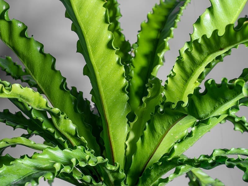 Bird's Nest Fern Plant