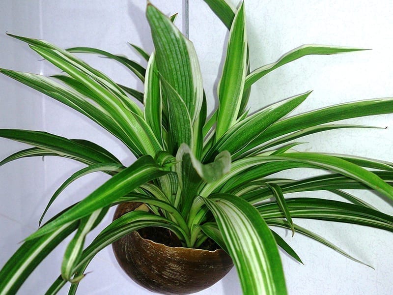 Spider Plant